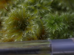 Mniodendron colensoi