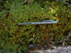 Mniodendron colensoi