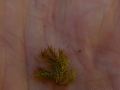 Mniodendron colensoi