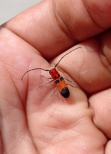 Essostrutha laeta (Essostrutha laeta)
