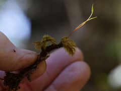 Mniodendron colensoi