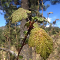 Ribes ciliatum