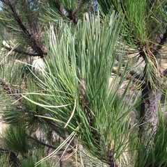 Pinus hartwegii