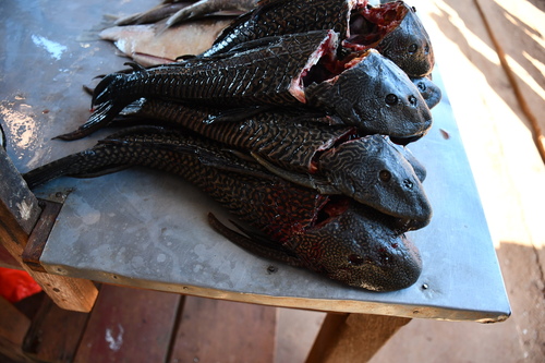 Vermiculated sailfin catfish (Pterygoplichthys disjunctivus) — Loricariidae — 5