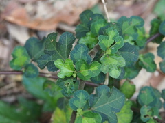 Urena procumbens