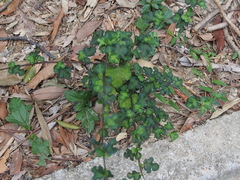 Urena procumbens