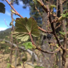 Ribes ciliatum