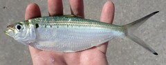 Atlantic Thread Herring photo 3