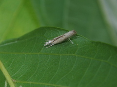 Culladia hastiferalis