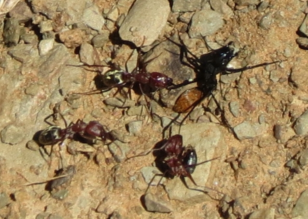 Small pugnacious ant from Farm Kyffhäuser (murasie), Hardap Region ...