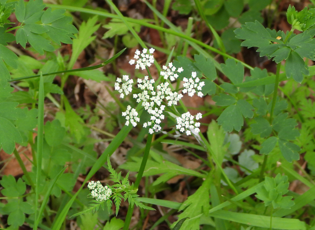 Aegopodium alpestre from Erdene, Mongolia on June 22, 2023 at 0551 PM
