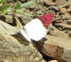 Colotis celimene pholoe