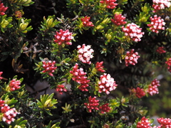 Ozothamnus ledifolius
