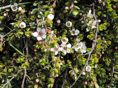 Leptospermum rupestre