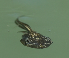 Phrynomantis annectens