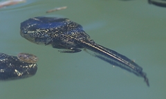 Phrynomantis annectens