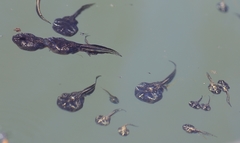 Phrynomantis annectens