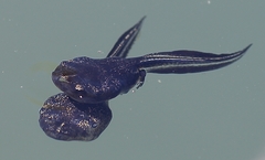Phrynomantis annectens