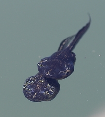 Phrynomantis annectens