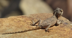 Agama anchietae