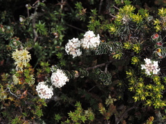 Pimelea sericea