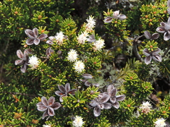 Orites revolutus