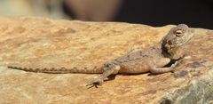 Agama anchietae