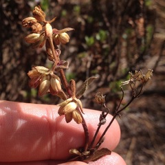 Oxylobus arbutifolius