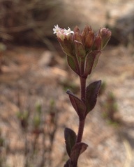 Oxylobus arbutifolius