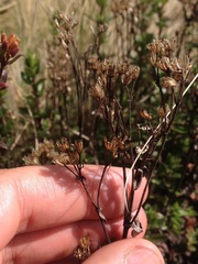 Oxylobus arbutifolius
