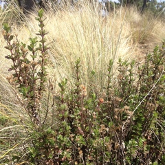 Oxylobus arbutifolius