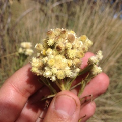 Pseudognaphalium viscosum