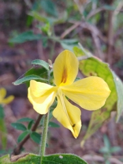 Tetramerium glandulosum