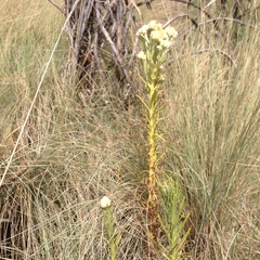 Pseudognaphalium viscosum