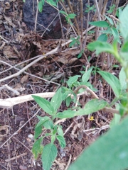 Tetramerium glandulosum