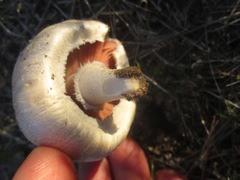 Agaricus braendlei