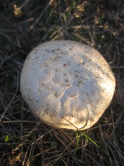 Agaricus braendlei
