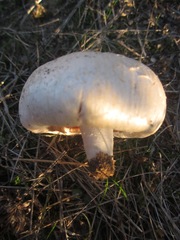 Agaricus braendlei