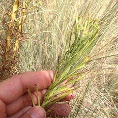 Pseudognaphalium viscosum