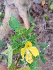 Tetramerium glandulosum