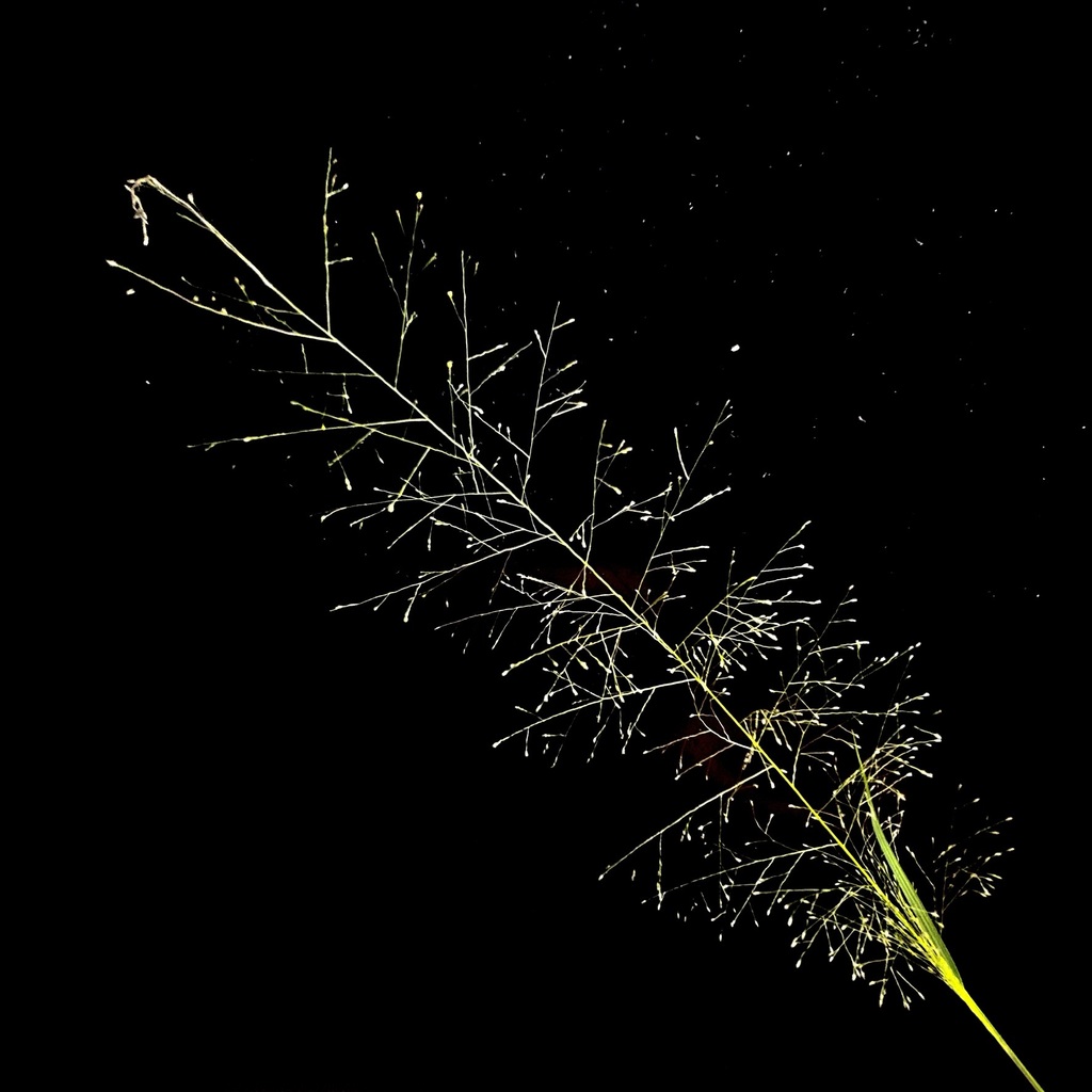 Sporobolus tenuissimus