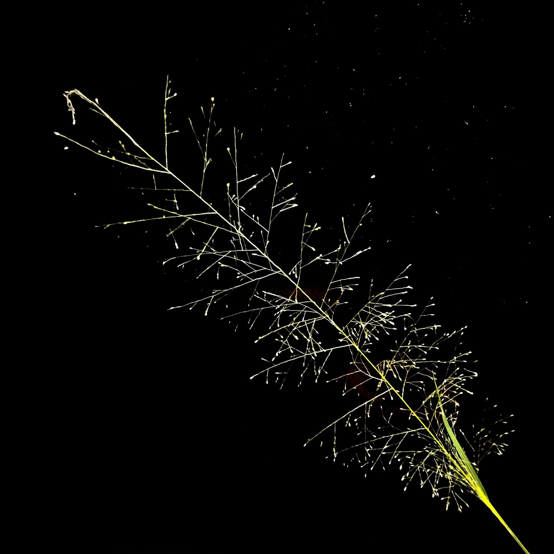 Sporobolus tenuissimus