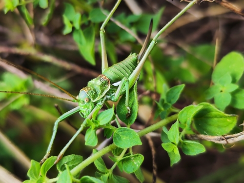 Uromenus bonnetti