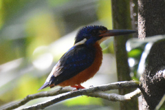 Alcedo meninting