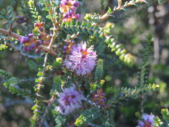 Melaleuca gibbosa