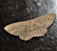 Cyclophora turneri