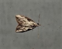 Nola pleurochorda