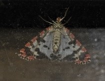 Utetheisa lotrix