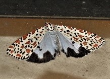 Utetheisa lotrix
