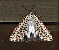 Utetheisa lotrix